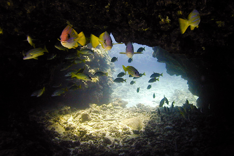 LavaTube-Landscape with Sun Rays save the oceans Support ocean conservation groups that make an impact and protect marine ecosystems