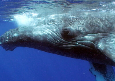 10 Best Documentary Films about Marine Life & Ocean Conservation