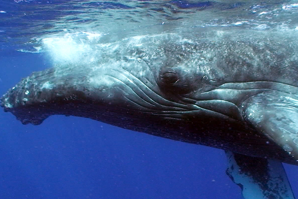 Humpback Whale Documentary Movies Manta Ray Advocates Documentary films with humpback whales, dolphins, manta rays and other marine life