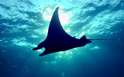 Everything you Ever Wanted to Know about Manta Rays