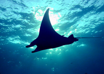 Everything you Ever Wanted to Know about Manta Rays
