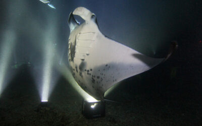 Manta Rays have Names! So Who’s Naming Them and How?