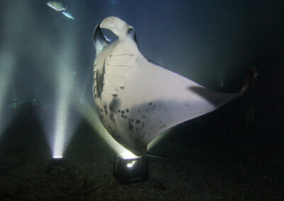 Manta Rays have Names! So Who’s Naming Them and How?