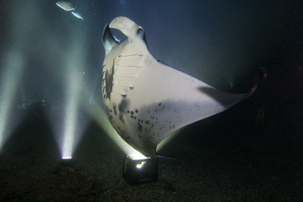 2021-BLOG-Featured-Image-How-to-name-a-manta-ray-1 Featured image about how to name a manta ray