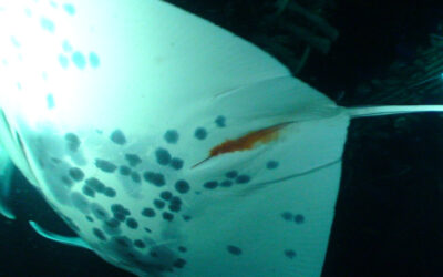 How Do Manta Rays Poop, Vomit and Other Gross Stuff?