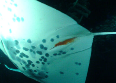 How Do Manta Rays Poop, Vomit and Other Gross Stuff?