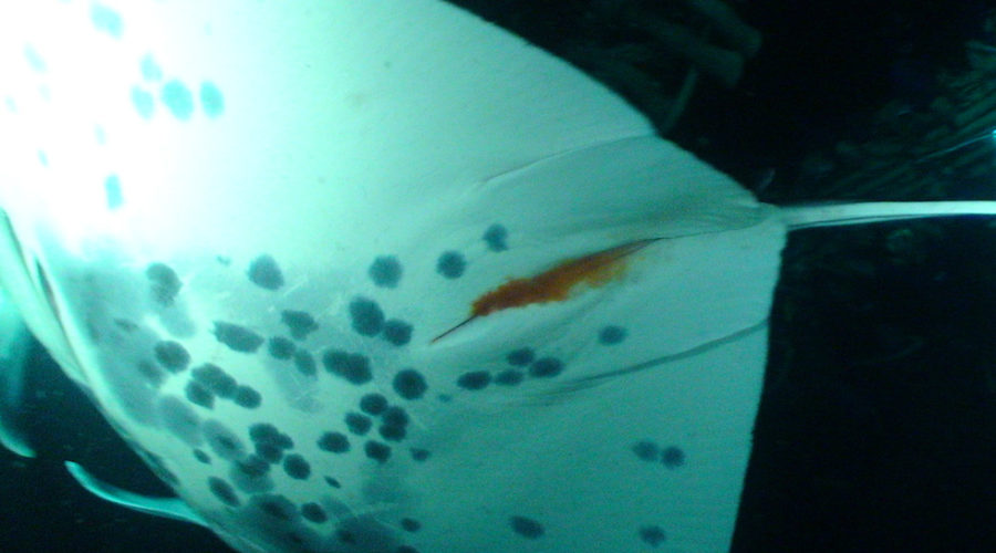 Featured image showing how manta rays poop and vomit