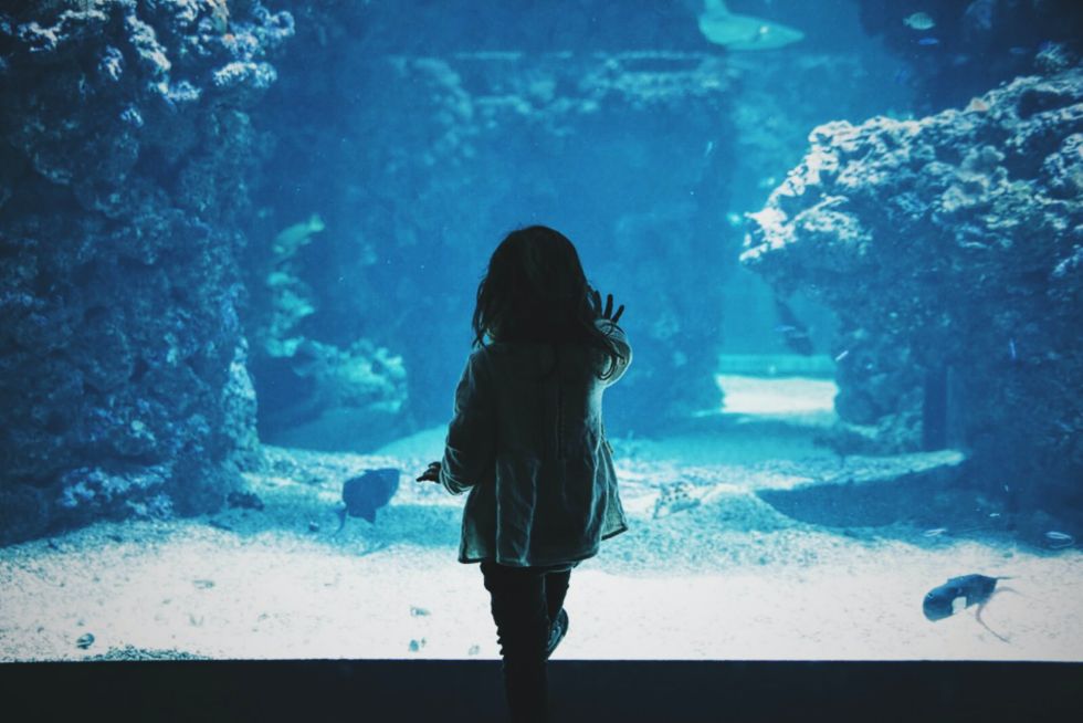 ocean-conservancy-kids-3 Ocean conservancy for kids: young girl looking at aquarium