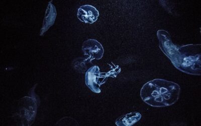 How to Avoid Nasty Encounters with Jellyfish in Hawaii