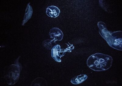 How to Avoid Nasty Encounters with Jellyfish in Hawaii