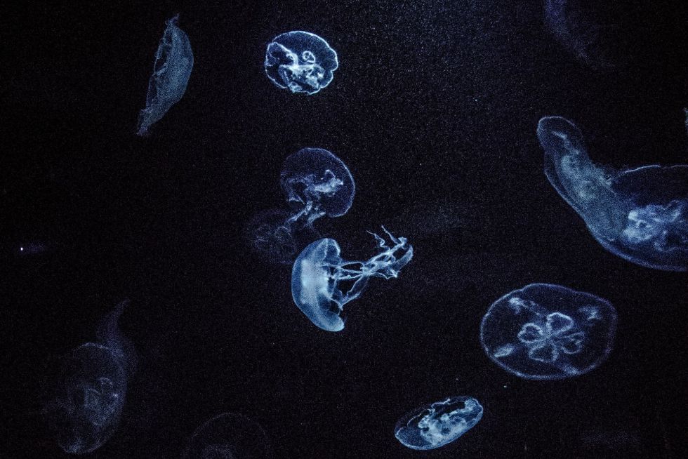 Jellyfish in Hawaii Jellyfish in Hawaii