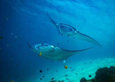 Ocean Plastic Pollution and Its Deadly Effect on Manta Rays