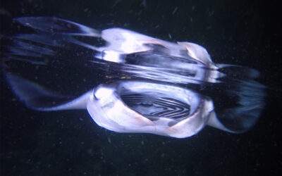 7 most heart-warming manta ray stories of 2021