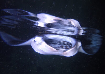 7 most heart-warming manta ray stories of 2021