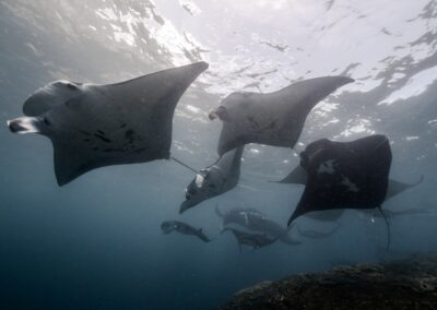 The Manta Ray Cyclone: a Feeding Frenzy Phenomenon