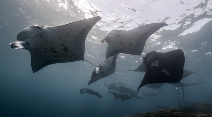 It takes a lot of mantas to start a manta ray cyclone!