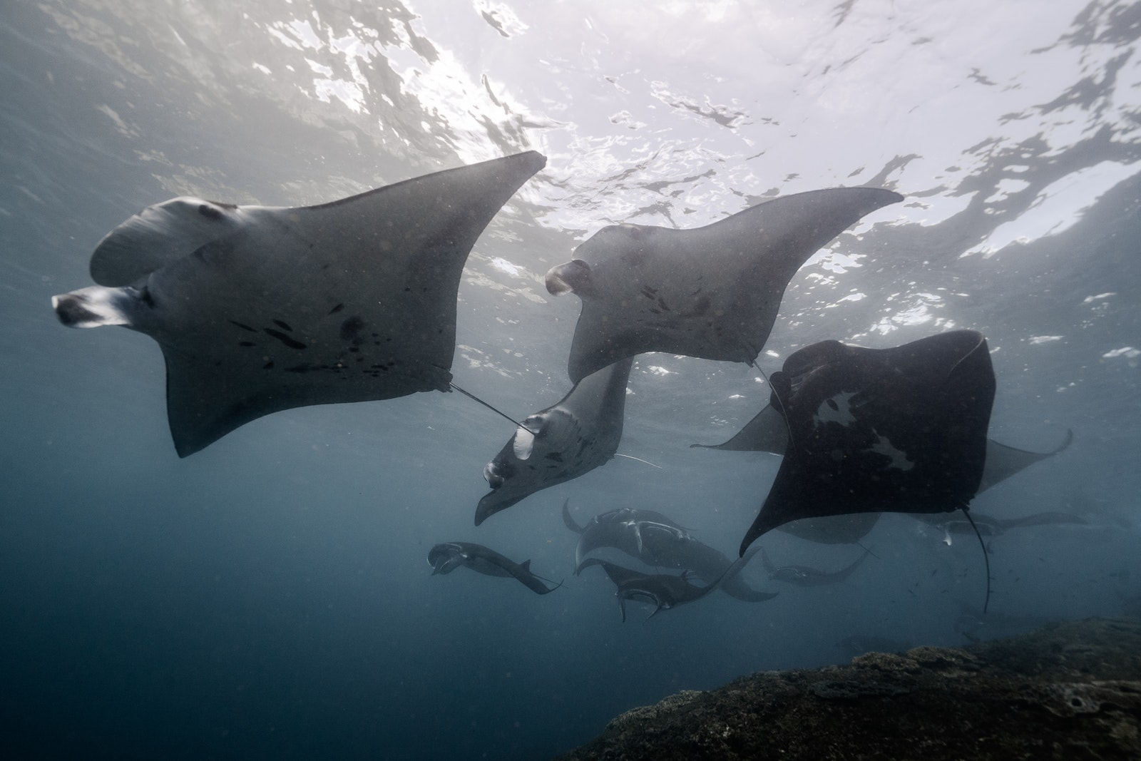 it takes a lot of mantas to start a manta ray cyclone It takes a lot of mantas to start a manta ray cyclone!