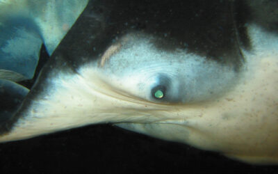How smart are manta rays? What’s that big brain for?