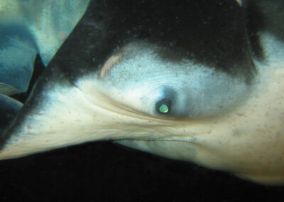 How smart are manta rays? What’s that big brain for?