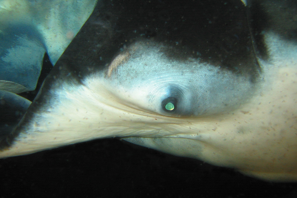 2022-BLOG-Featured-Image-How-Smart-Are-Mantas-1 Close Up of Manta Ray Eye