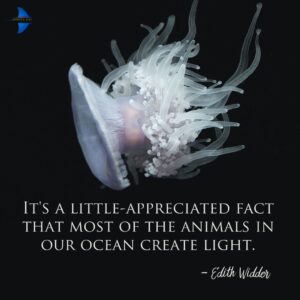 "It's a little-appreciated fact that most of the animals in our ocean create light." - Edith Widder.