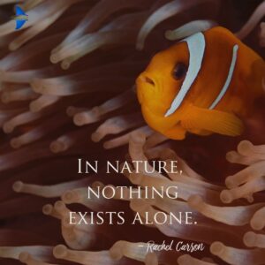"In nature, nothing exists alone." - Rachel Carson.