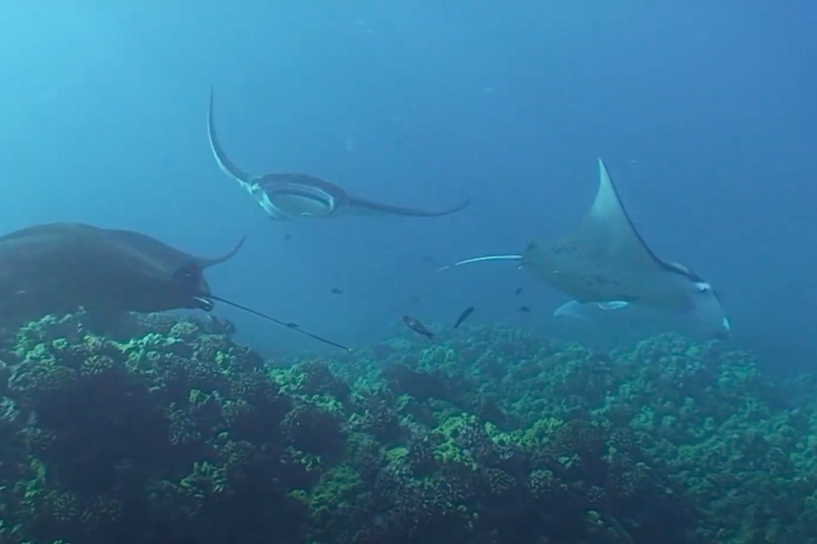 manta-ray-advocates-cleaning-stations-07 Manta ray cleaning stations in Hawaii: mantas swimming with small cleaner fish, video still