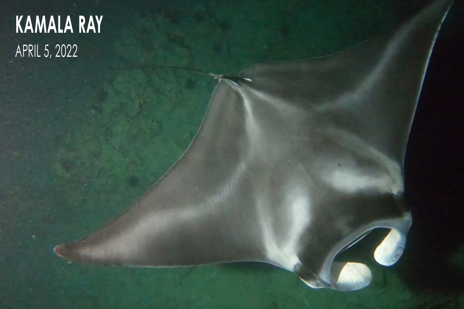 Kamala Ray - Manta Ray Pup