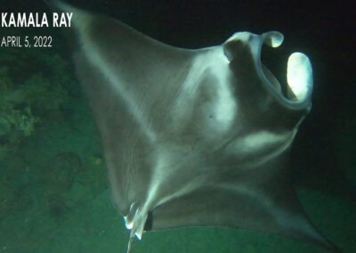The Development of a Baby Manta Ray