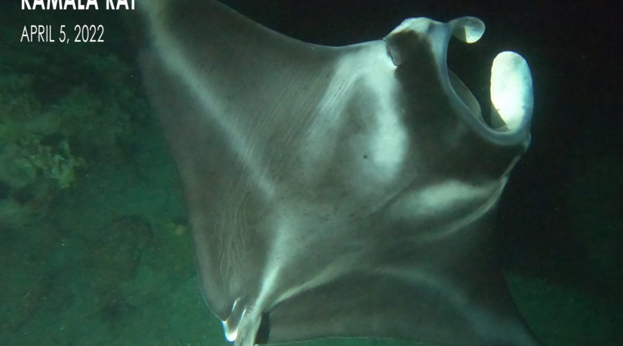 The development of a baby manta ray: Kamala Ray