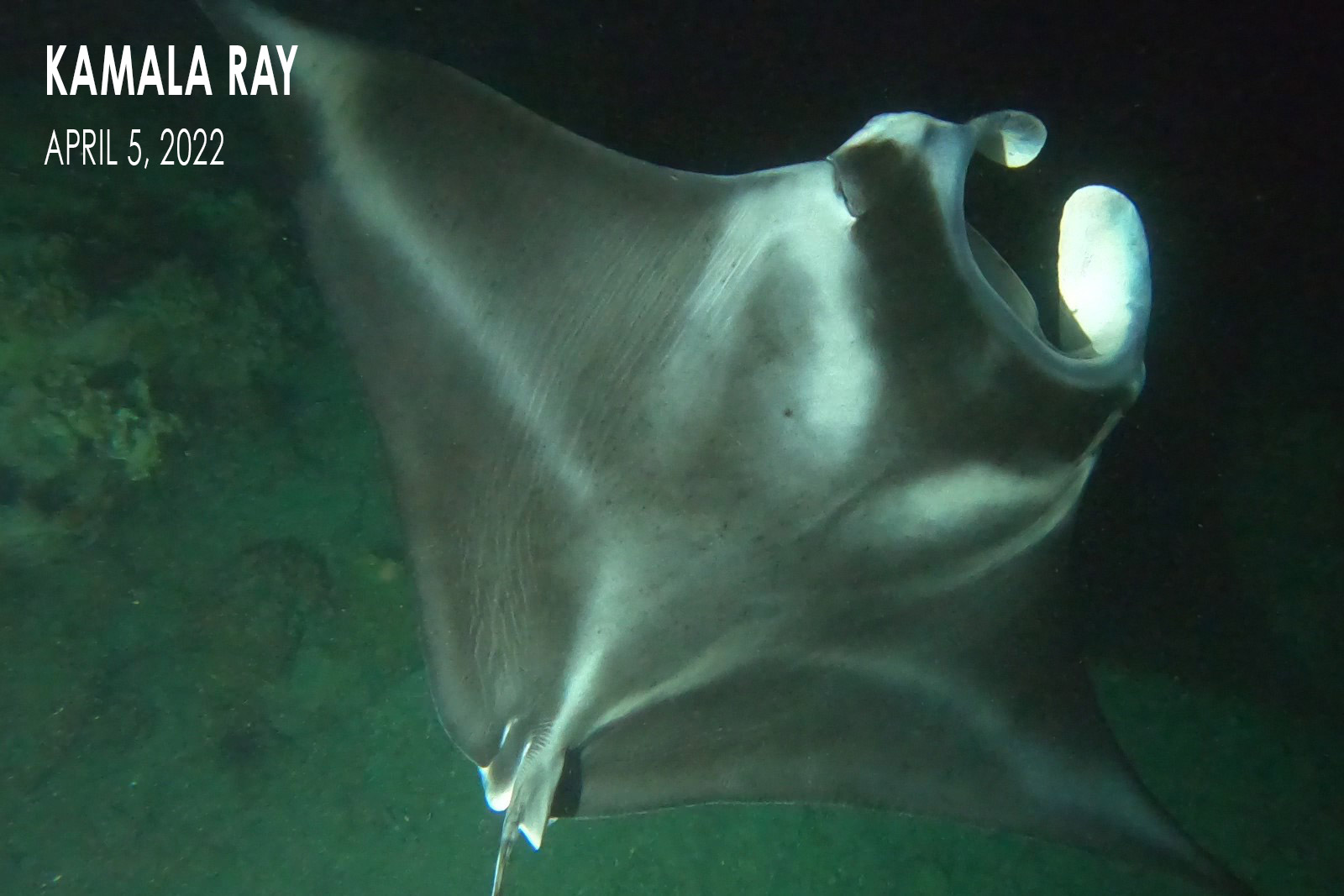 Kamala-Ray-Slide-04-05-2022-2 The development of a baby manta ray: Kamala Ray