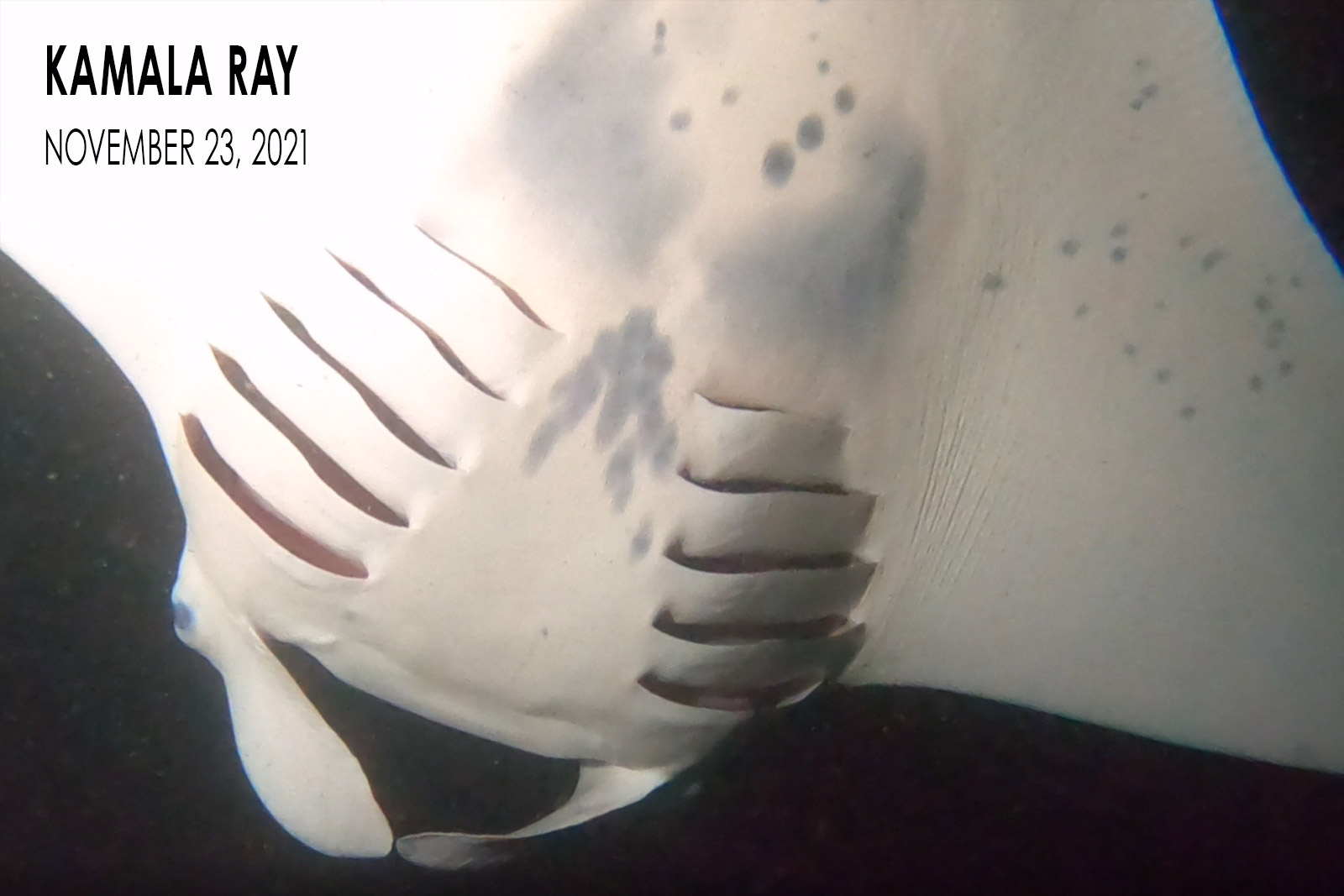 Kamala Ray - Manta Ray Pup