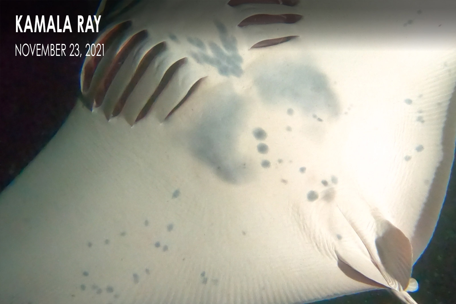 Kamala Ray - Manta Ray Pup