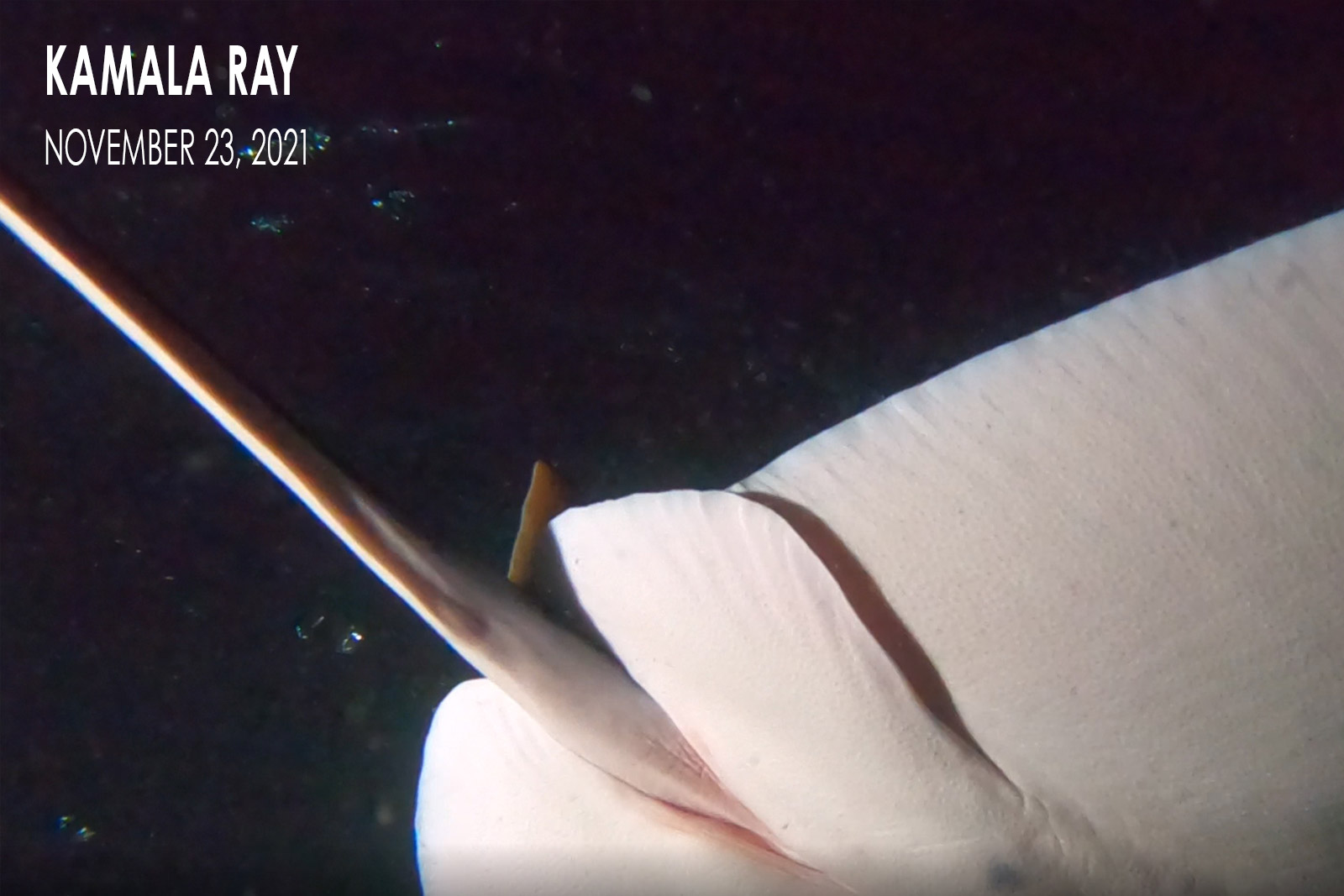Kamala Ray - Manta Ray Pup