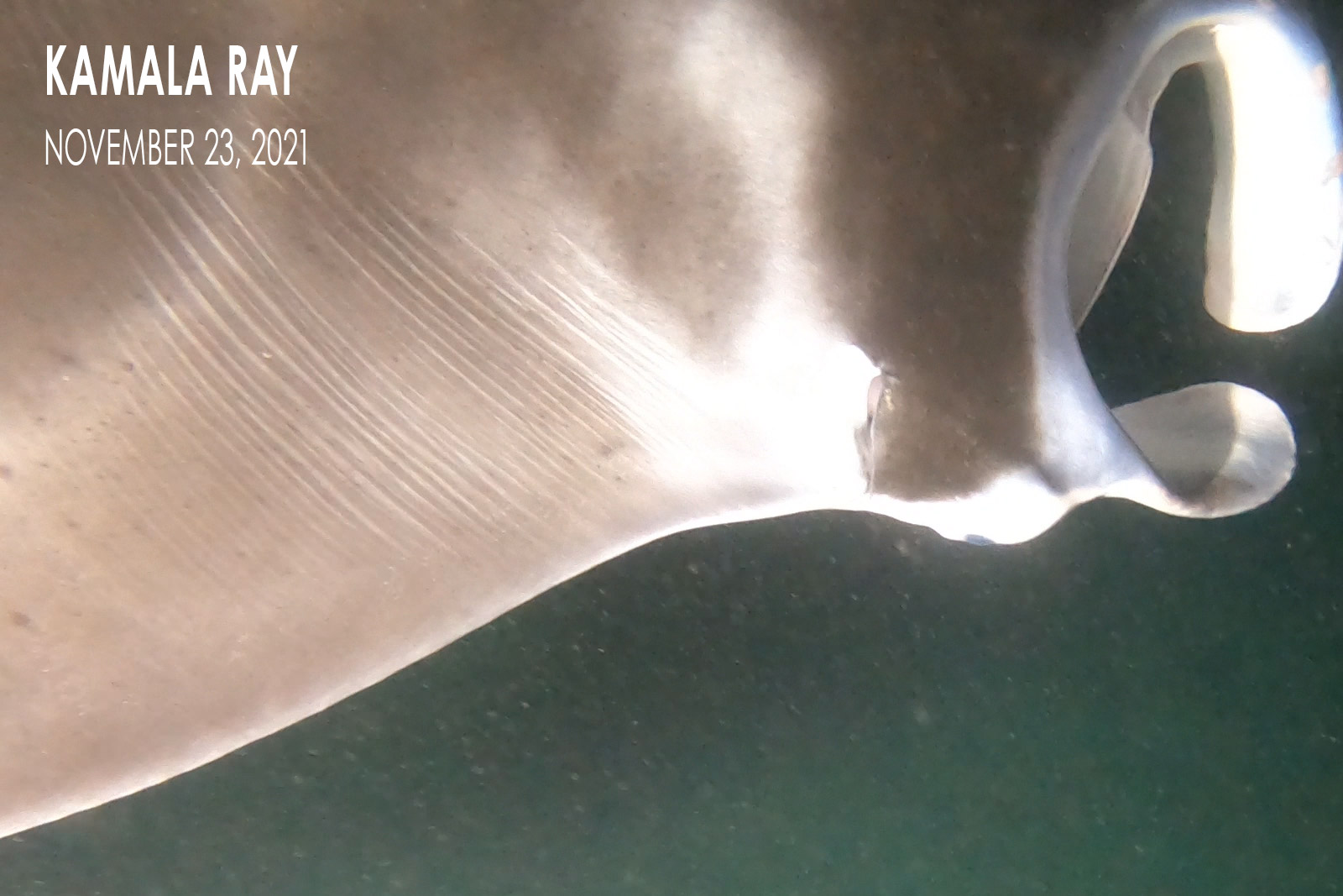 Kamala Ray - Manta Ray Pup