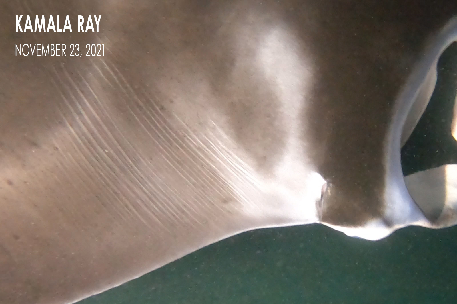Kamala Ray - Manta Ray Pup