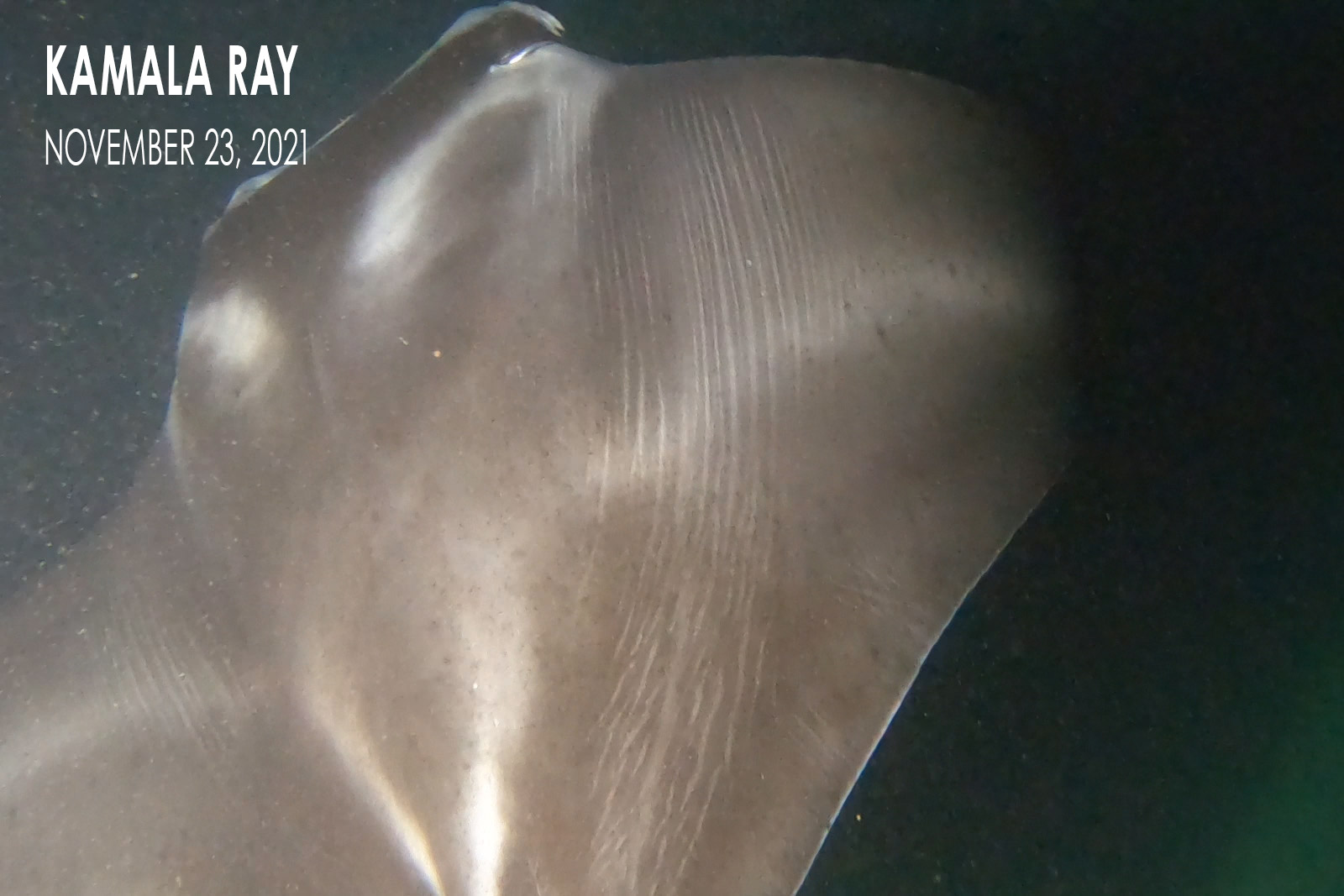 Kamala Ray - Manta Ray Pup