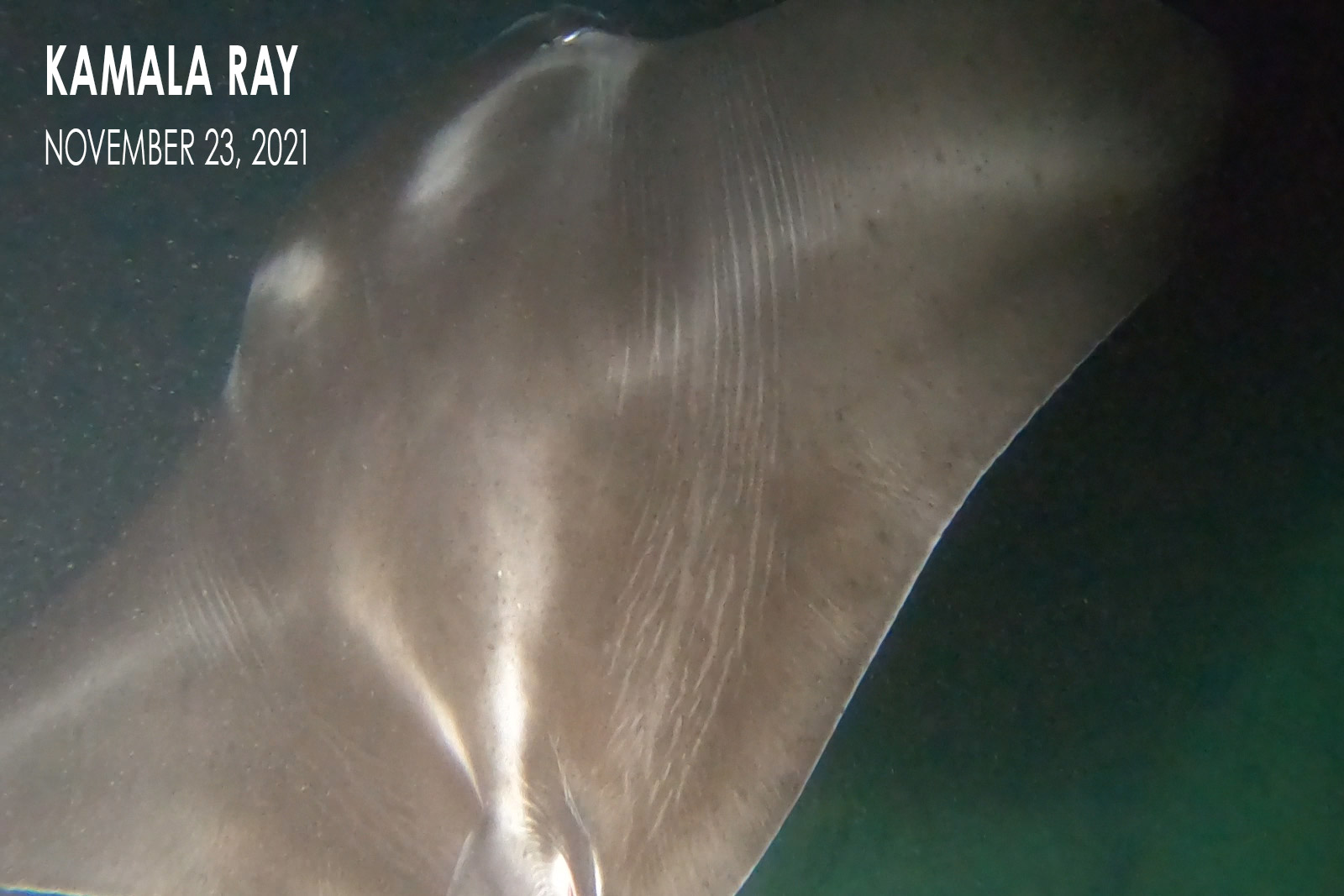 Kamala Ray - Manta Ray Pup