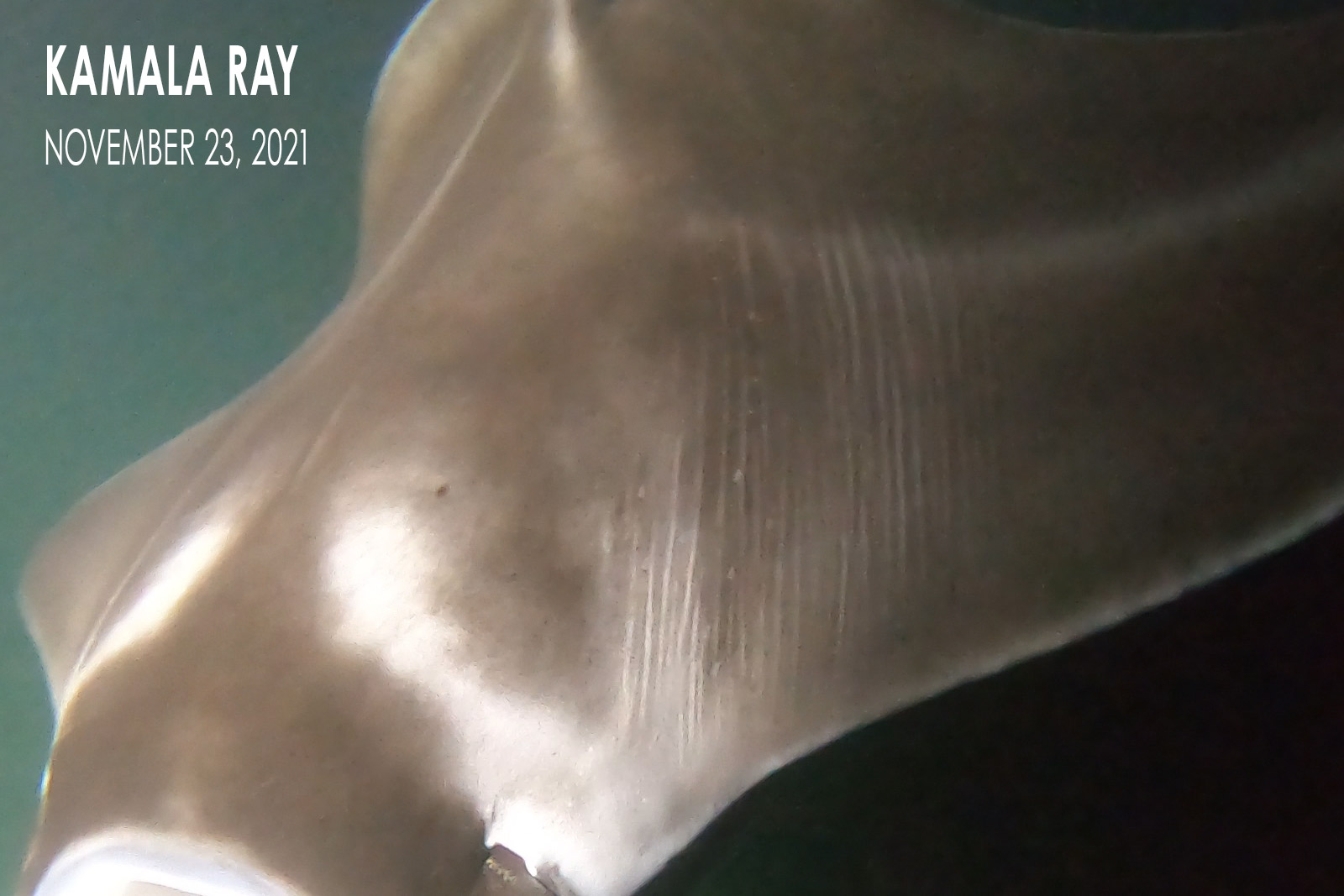 Kamala Ray - Manta Ray Pup with Birth Wrinkles