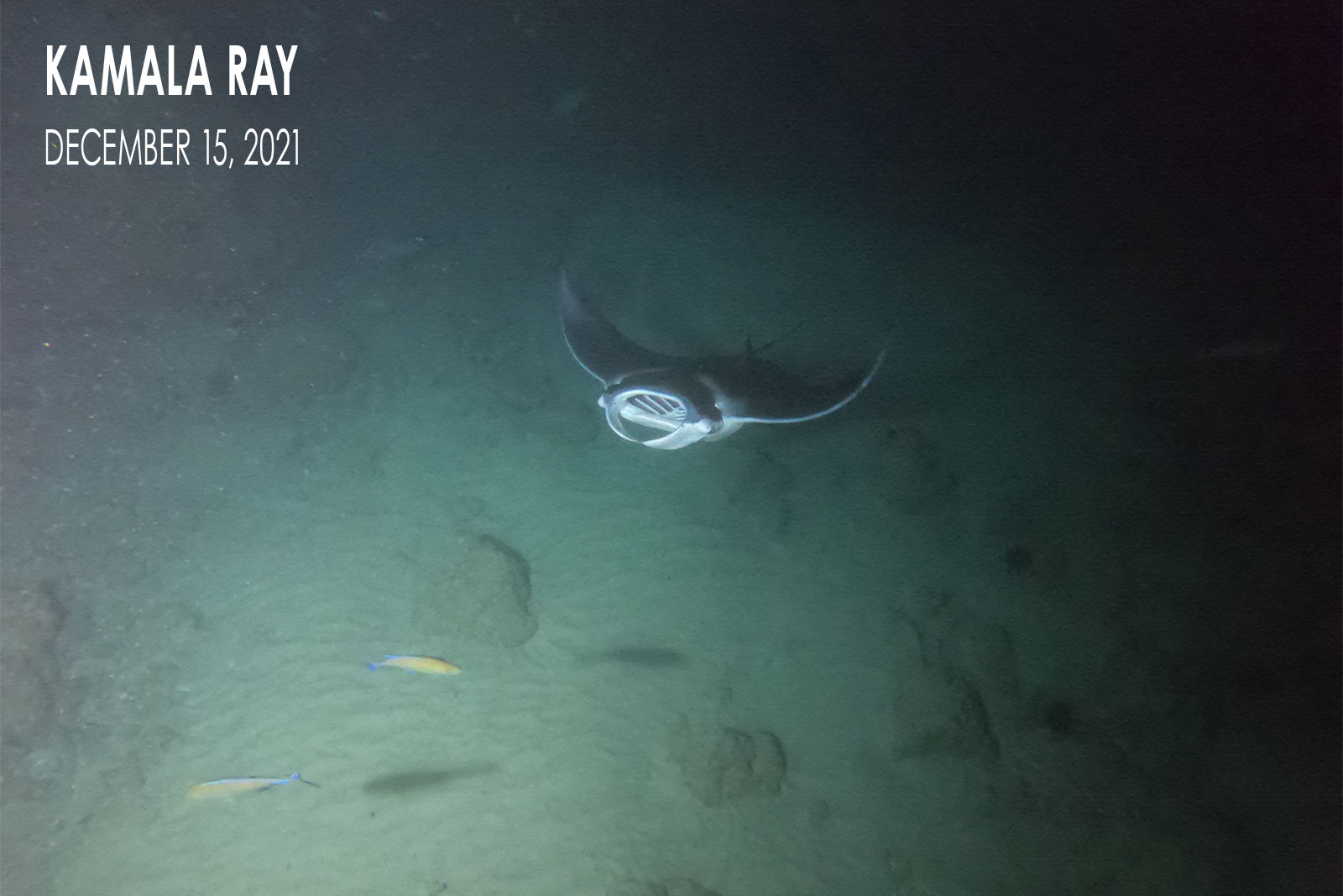 Kamala Ray - Manta Ray Pup