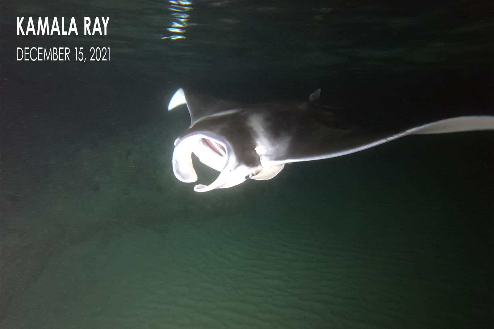 Kamala Ray - Manta Ray Pup
