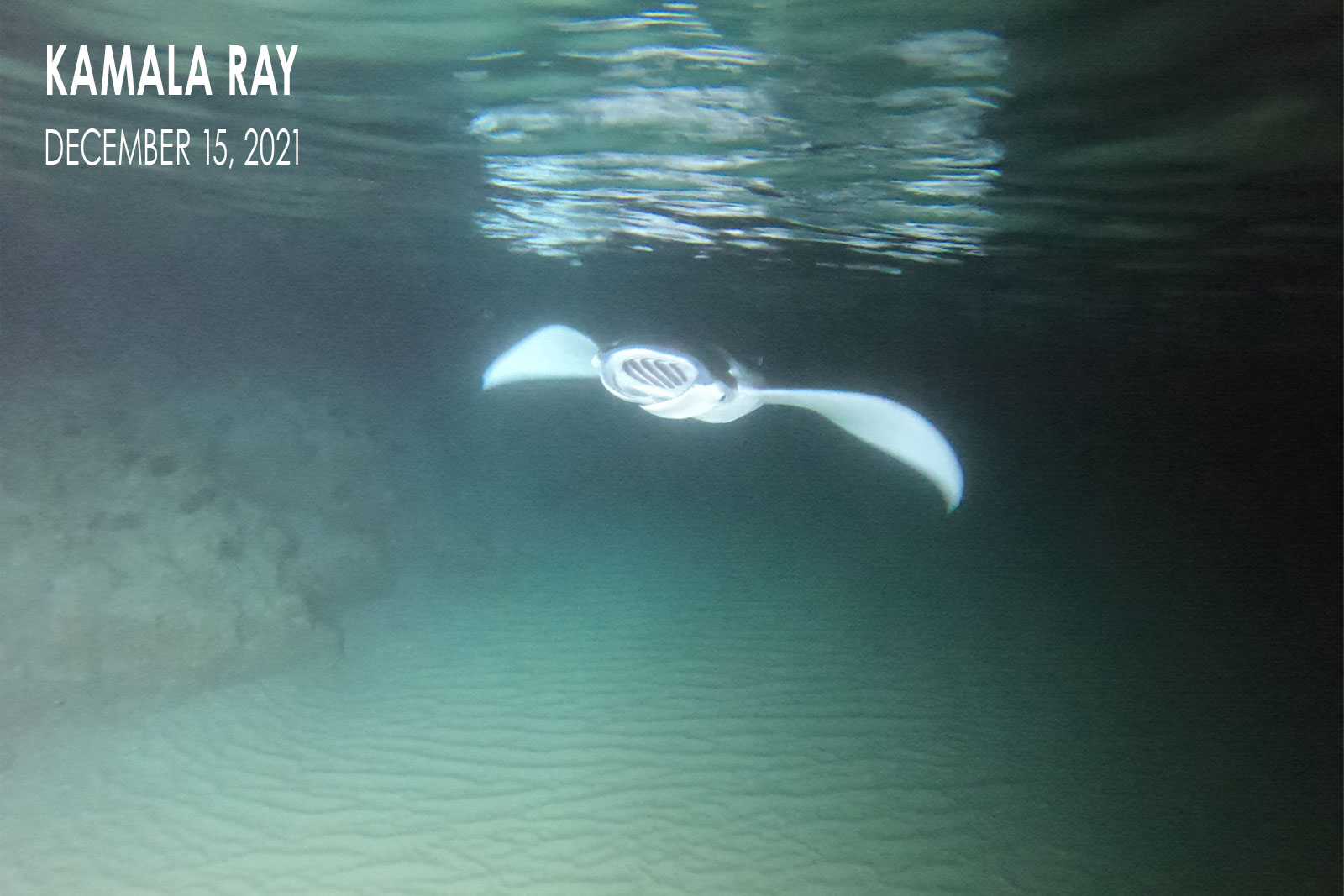Kamala Ray - Manta Ray Pup