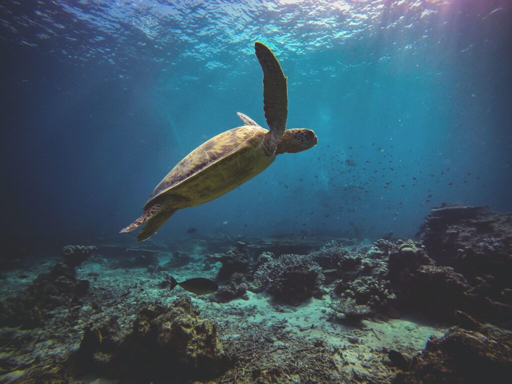 Marine life along the coast of Hawaii: green sea turtle swimming in the ocean