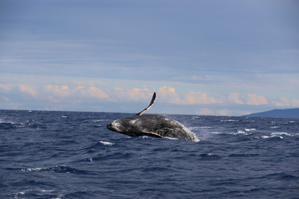 Marine life along the coast of Hawaii: humpback whale jumping out of the water