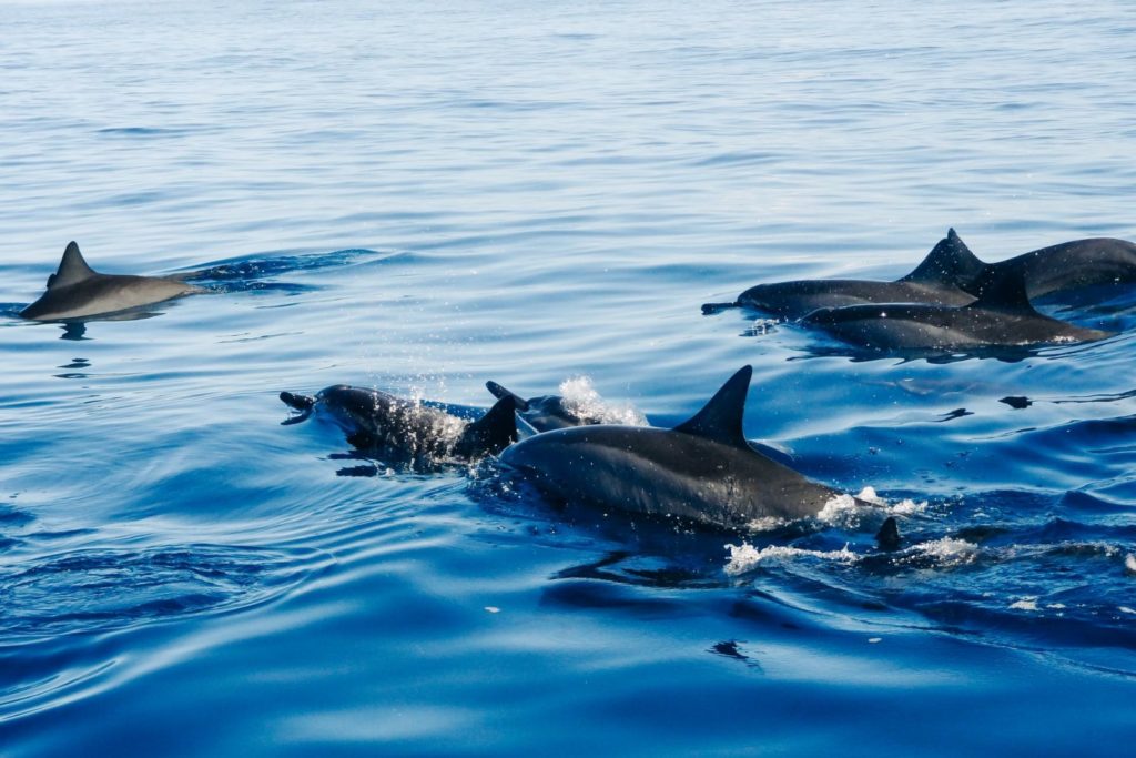 Bottlenose dolphins in Hawaii