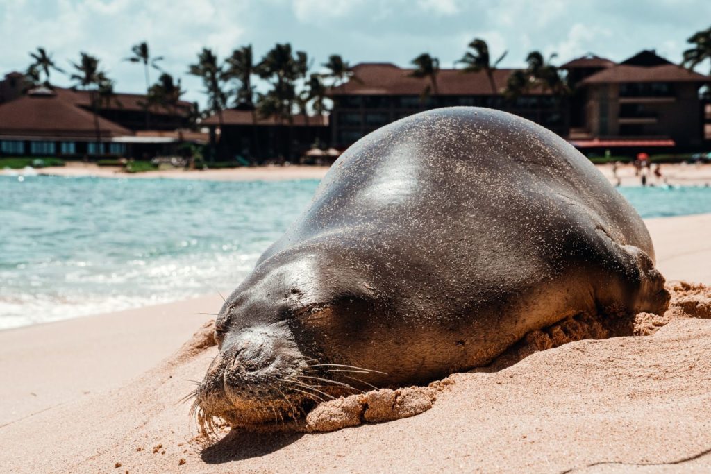Monk seal in Hawaii