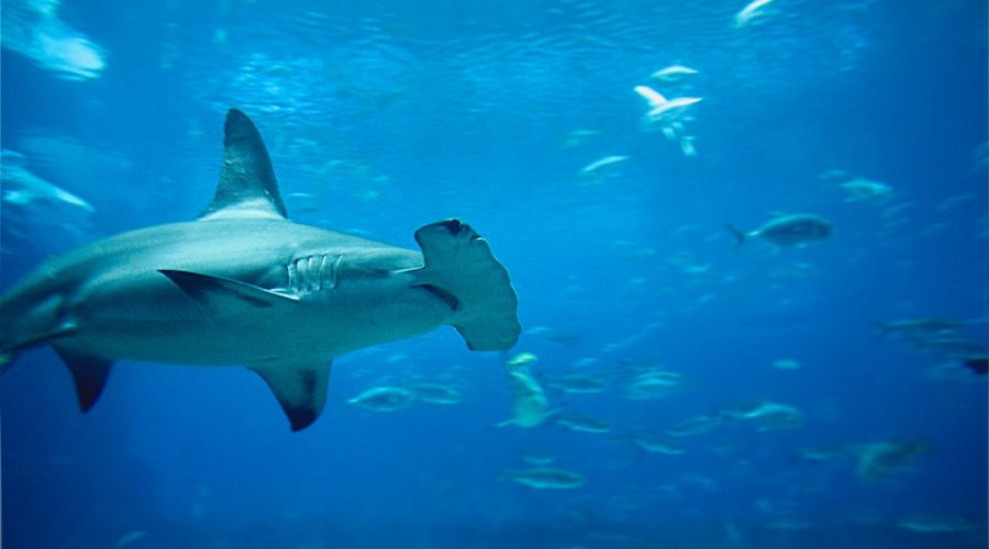 Hammerhead shark and other marine life along the coast of the Big Island in Hawaii