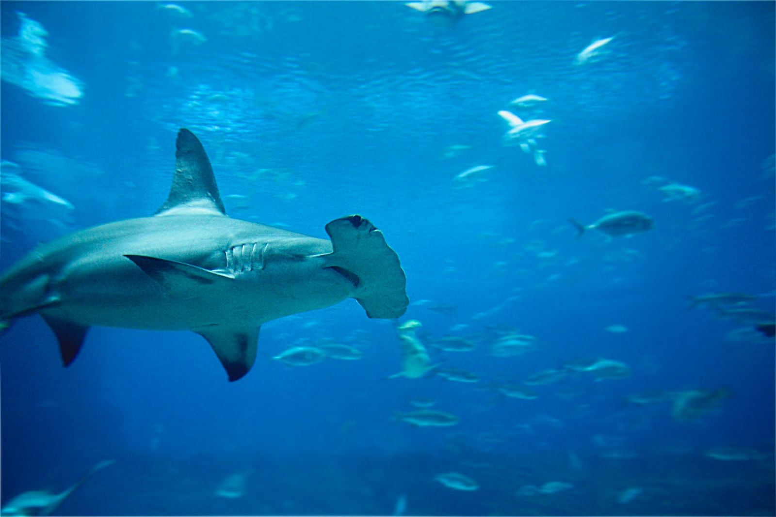 manta-ray-advocates-marine-life-02 Hammerhead shark and other marine life along the coast of the Big Island in Hawaii