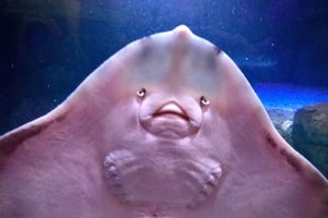 When people think manta rays smile, they actually confound them with sting rays. This picture shows how the belly of a stingray can easily be mistaken for a smiling face!