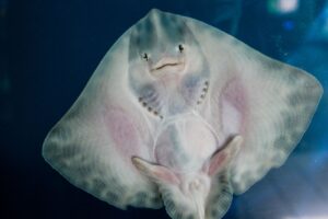 When people think manta rays smile, they actually confound them with sting rays. This picture shows how the belly of a stingray can easily be mistaken for a smiling face!